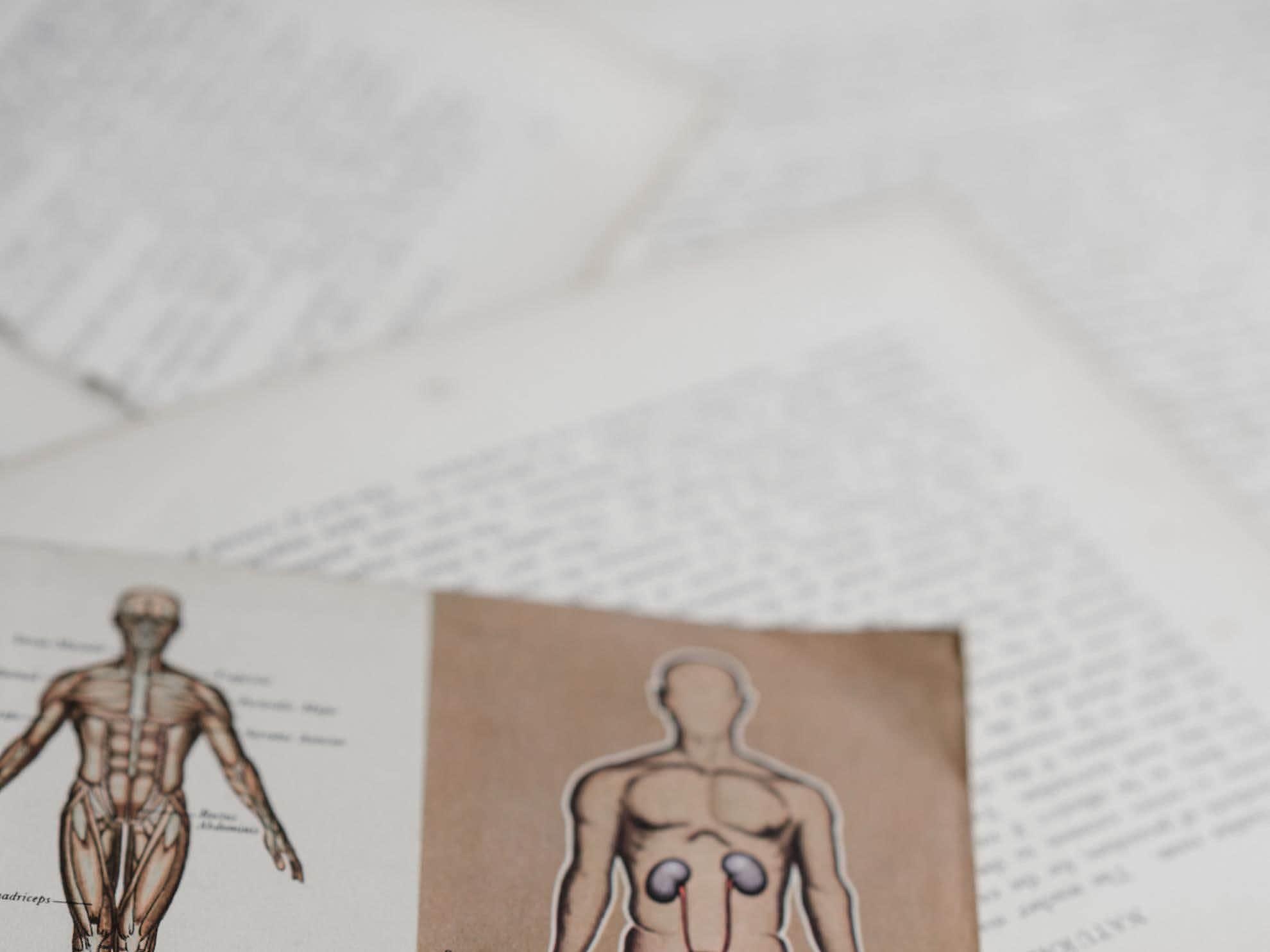 Come Studiare Anatomia Con Ripetizioni e Corsi